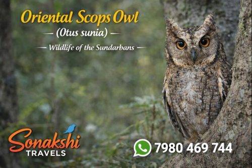 Oriental-Scops-Owl-Otus-sunia