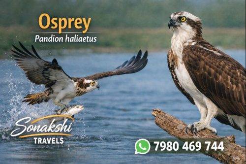 Osprey-Pandion-haliaetus
