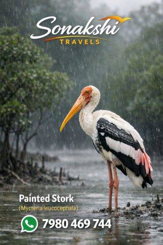 Painted-Stork-Mycteria-leucocephala