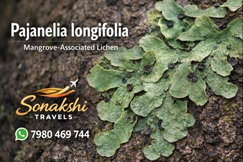 Pajanelia-longifolia