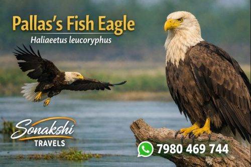 Pallass-Fish-Eagle-Haliaeetus-leucoryphus