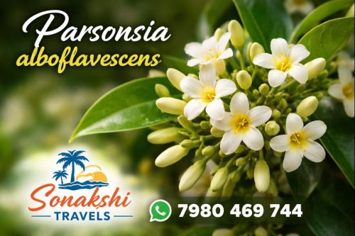 Parsonsia-alboflavescens