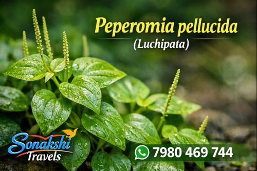 Peperomia-pellucida-Luchipata