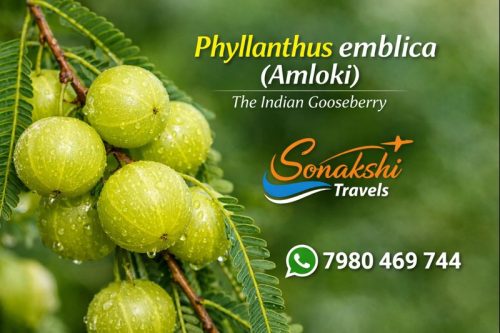 Phyllanthus-emblica-Amloki
