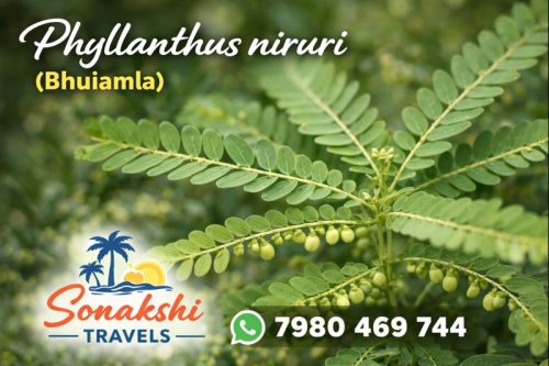 Phyllanthus-niruri-Bhuiamla