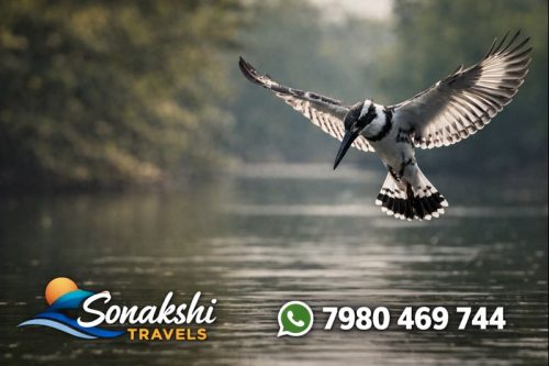 Pied-Kingfisher-Ceryle-rudis