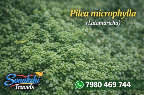 Pilea-microphylla-Latamaricha