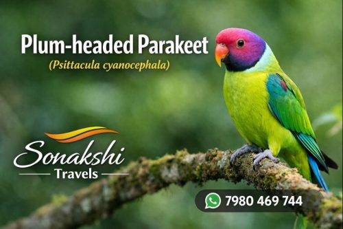 Plum-headed-Parakeet-Psittacula-cyanocephala