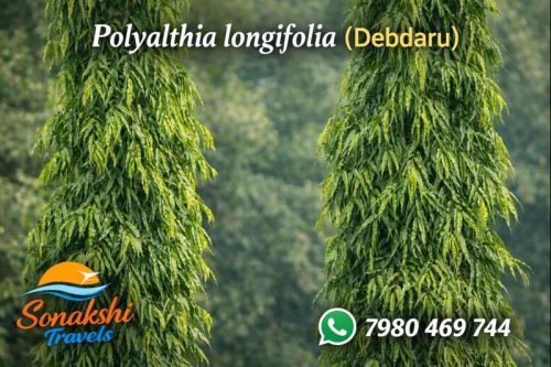Polyalthia-longifolia-Debdaru