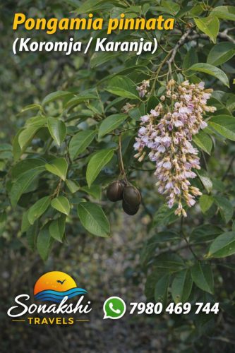 Pongamia-pinnata
