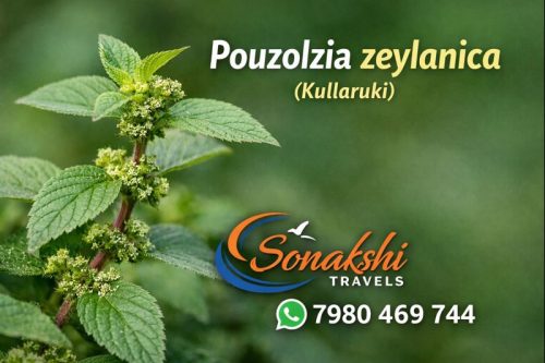 Pouzolzia-zeylanica-Kullaruki