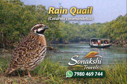 Rain-Quail-Coturnix-coromandelica (1)