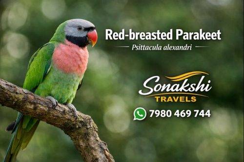 Red-breasted-Parakeet-Psittacula-alexandri