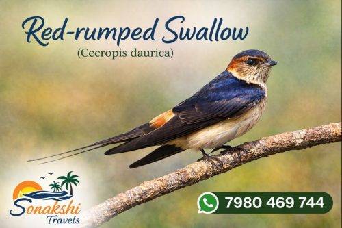 Red-rumped-Swallow-Cecropis-daurica
