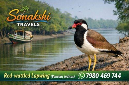 Red-wattled-Lapwing-Vanellus-indicus (1)