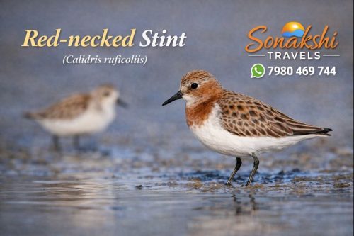 Red‐necked-Stint-Calidris-ruficollis (1)