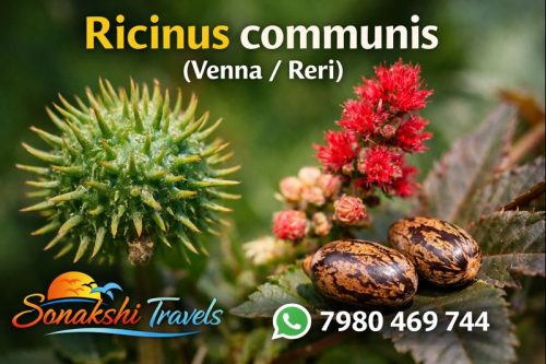 Ricinus-communis