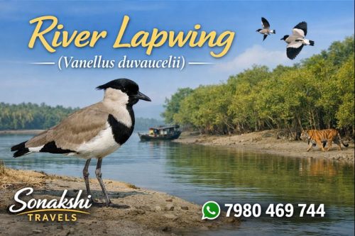 River-Lapwing-Vanellus-duvaucelii
