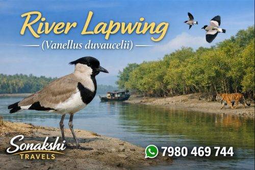 River-Lapwing-Vanellus-duvaucelii (1)