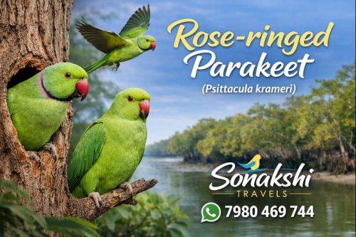 Rose-ringed-Parakeet-Psittacula-krameri