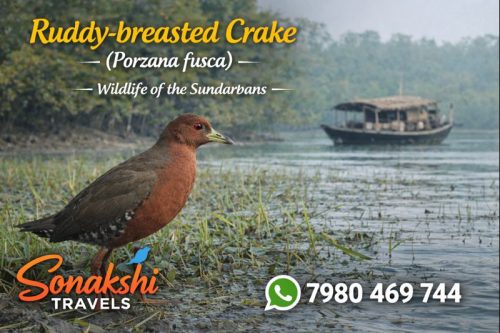 Ruddy‐breasted-Crake-Porzana-fusca (1)