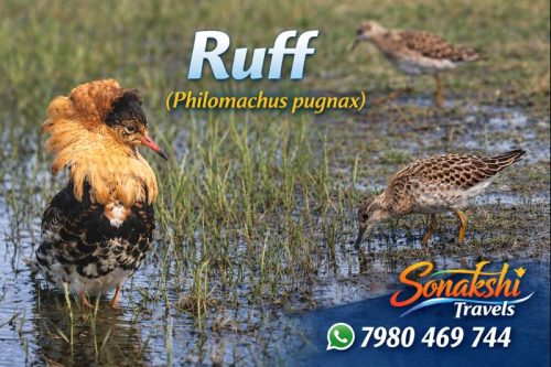 Ruff-Philomachus-pugnax