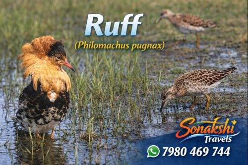 Ruff-Philomachus-pugnax (1)