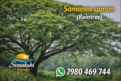 Samanea-saman-Raintree