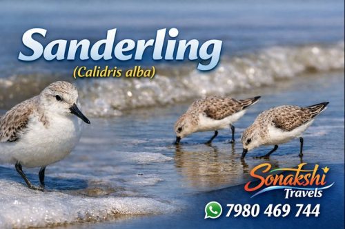 Sanderling-Calidris-alba