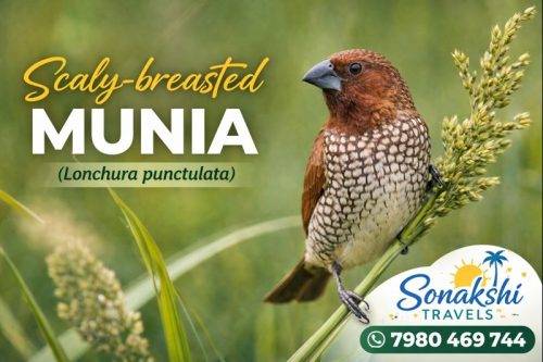 Scaly-breasted-Munia-Lonchura-punctulata