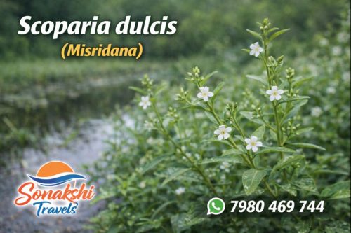 Scoparia-dulcis-Misridana