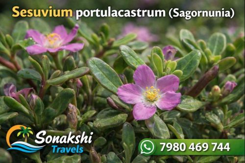 Sesuvium-portulacastrum-Sagornunia