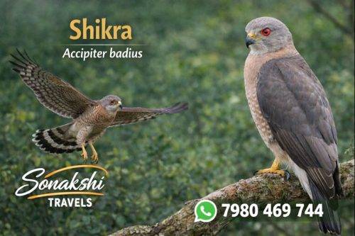 Shikra-Accipiter-badius
