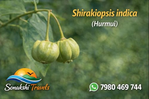Shirakiopsis-indica-Hurmui