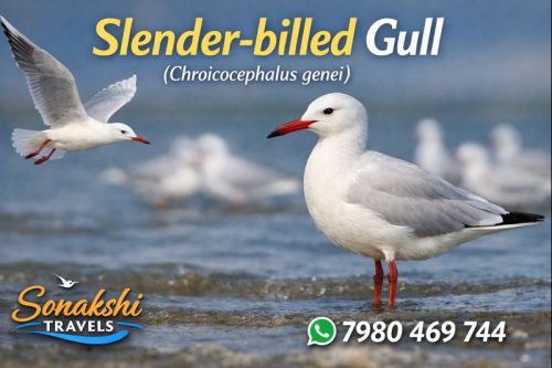 Slender-billed-Gull-Chroicocephalus-genei