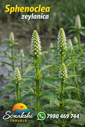 Sphenoclea-zeylanica