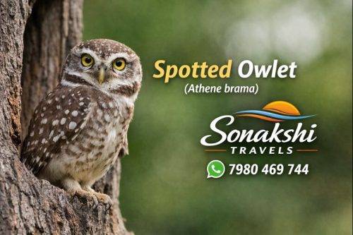 Spotted-Owlet-Athene-brama