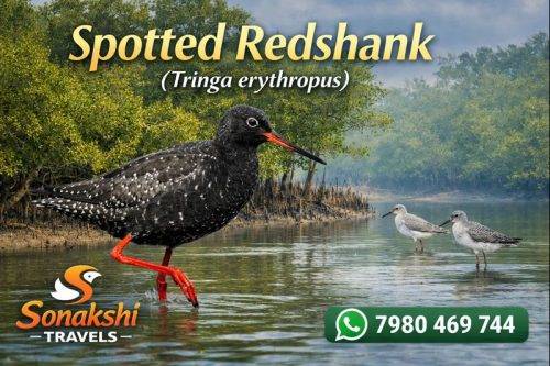 Spotted-Redshank-Tringa-erythropus (1)