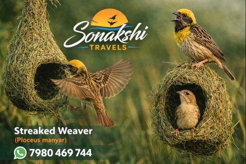 Streaked-Weaver-Ploceus-manyar