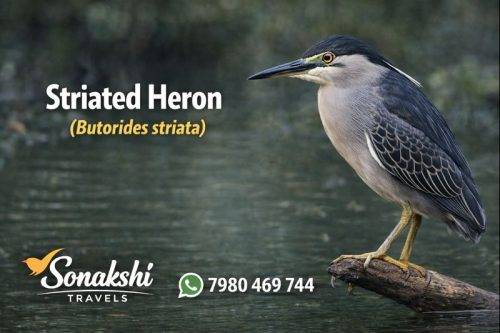 Striated-Heron-Butorides-striata