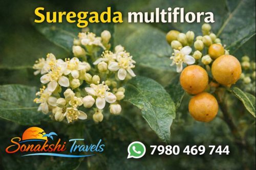 Suregada-multiflora