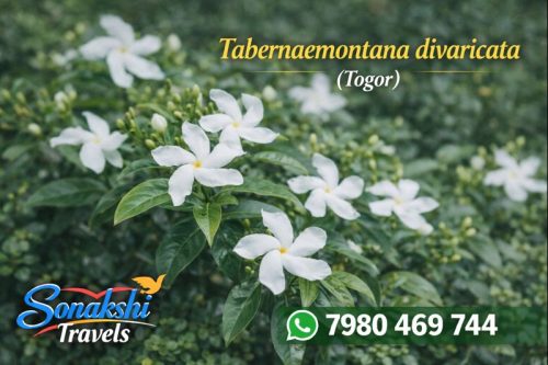 Tabernaemontana-divaricata-Togor