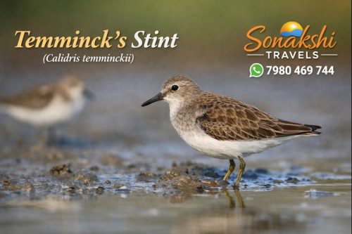 Temmincks-Stint-Calidris-temminckii