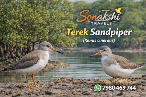 Terek-Sandpiper-Xenus-cinereus (1)