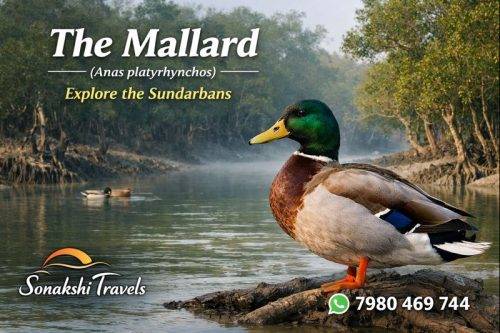 The-Mallard-Anas-platyrhynchos (1)