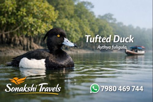 Tufted-Duck-Aythya-fuligula
