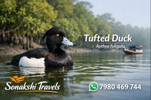 Tufted-Duck-Aythya-fuligula (1)