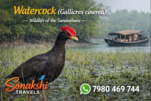 Watercock-Gallicrex-cinerea