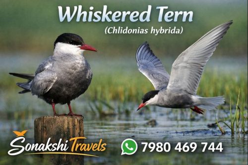 Whiskered-Tern-Chlidonias-hybrida