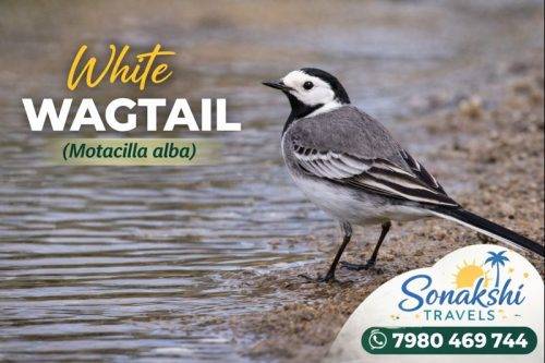 White-Wagtail-Motacilla-alba